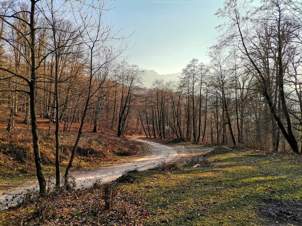 a dirt road in the middle of a wooded area