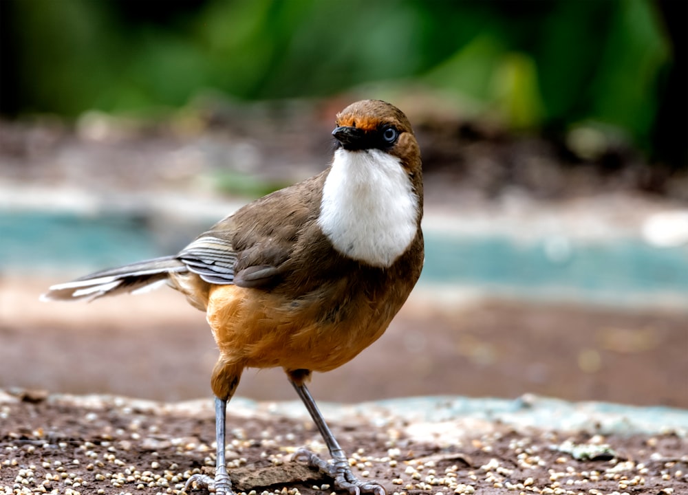 a brown and white bird is standing on the ground