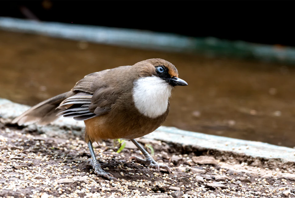 Brown and white bird mid-stride on dirt ground with spread wings and feathers