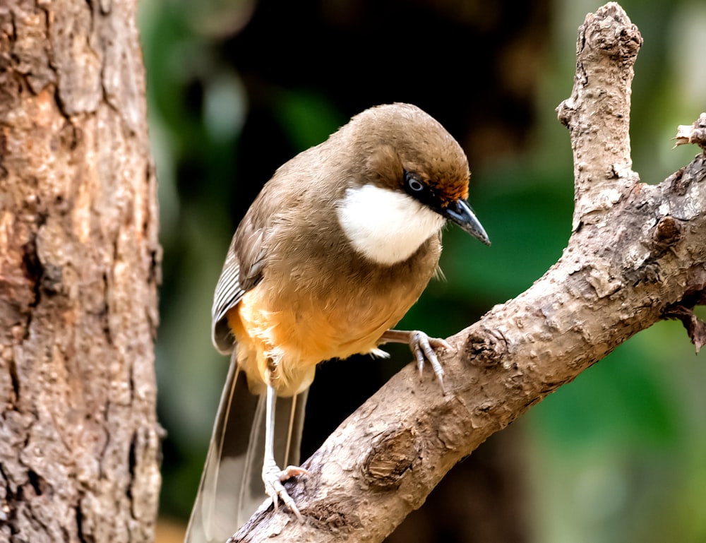 a small bird perched on a tree branch