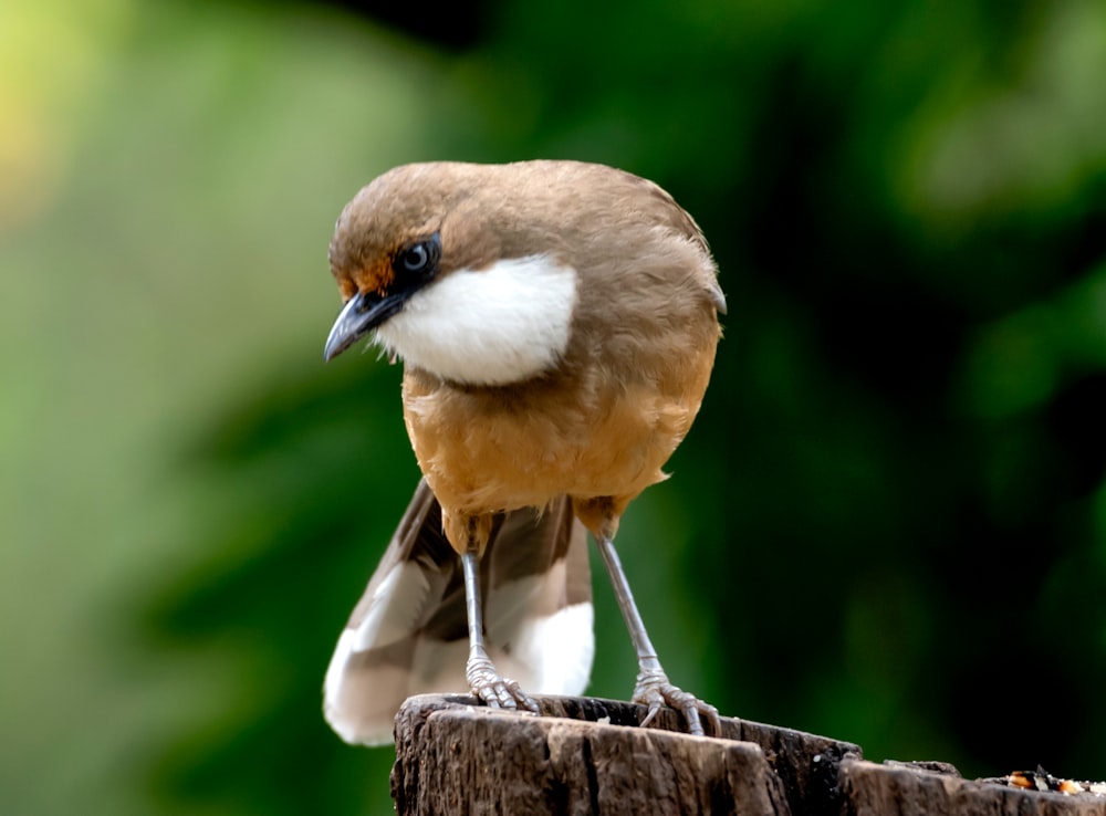 a brown and white bird sitting on top of a wooden post
