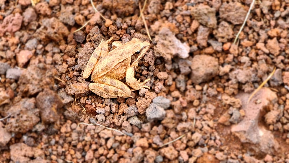 a close up of a dirt ground with rocks and plants