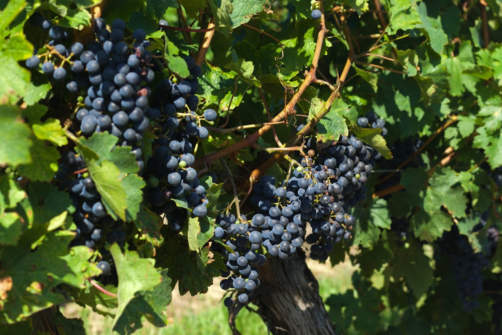 a bunch of grapes hanging from a vine