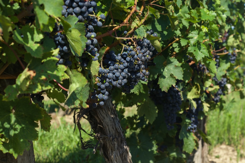 a bunch of grapes growing on a vine