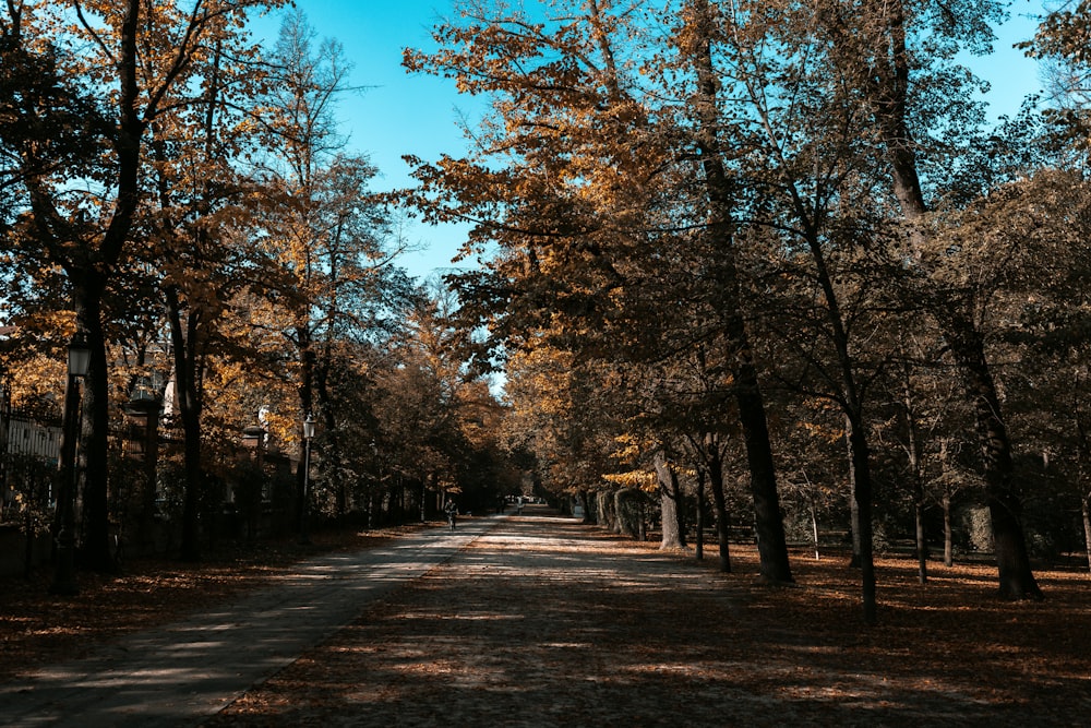 a road surrounded by trees with a blue sky in the background
