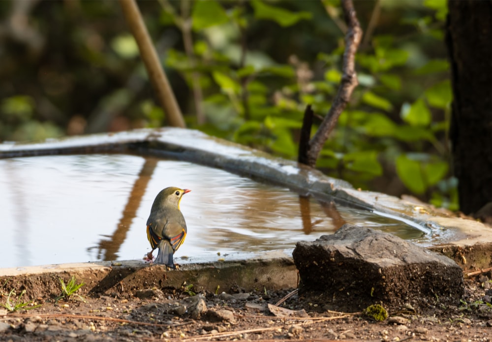a bird standing on the edge of a pool of water