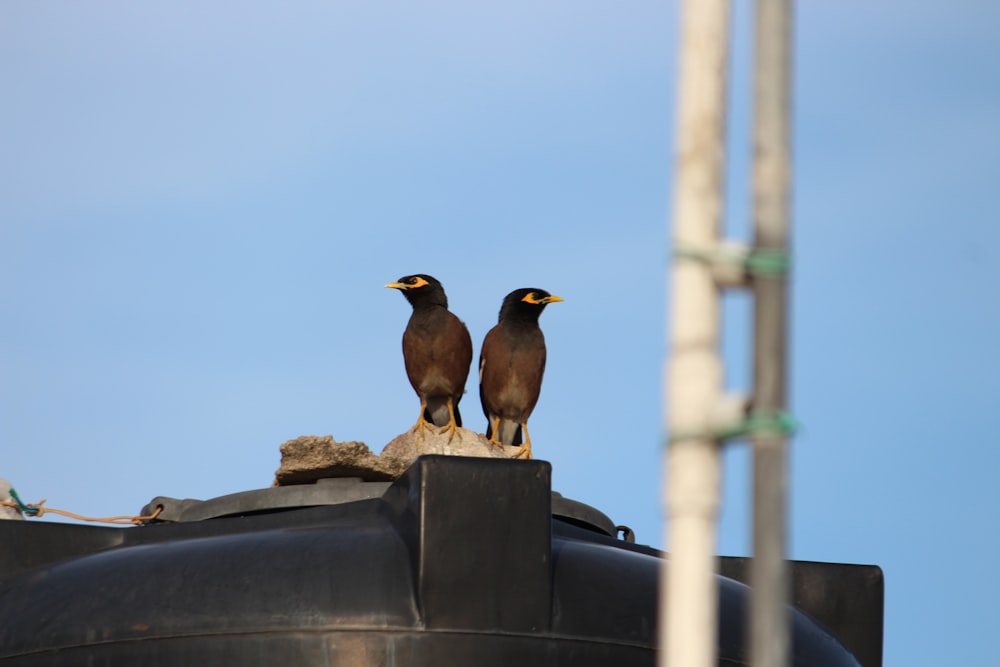 two black birds sitting on top of a building