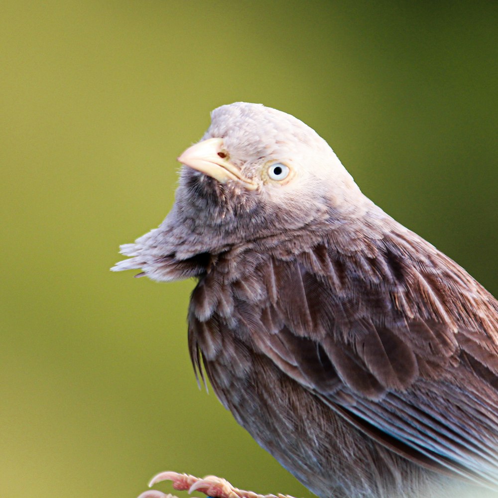 a close up of a bird on a branch