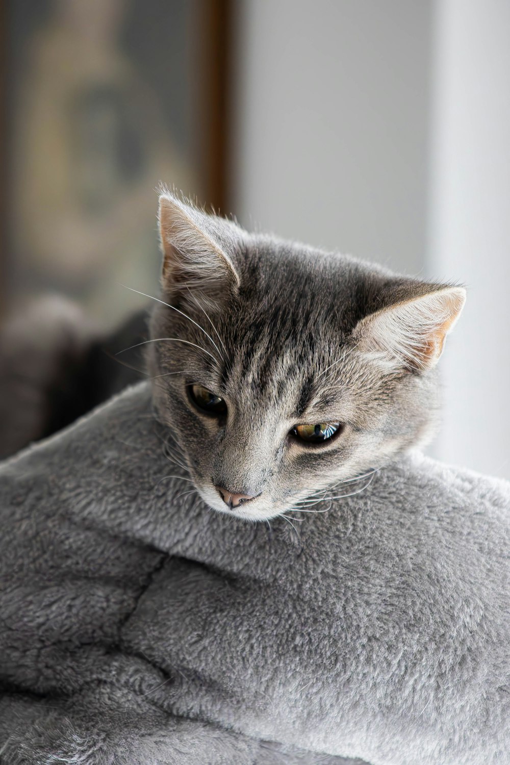 a gray cat sitting on top of a gray blanket