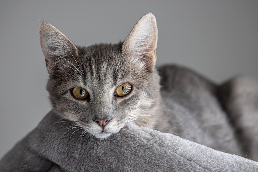 a cat is laying down on a blanket