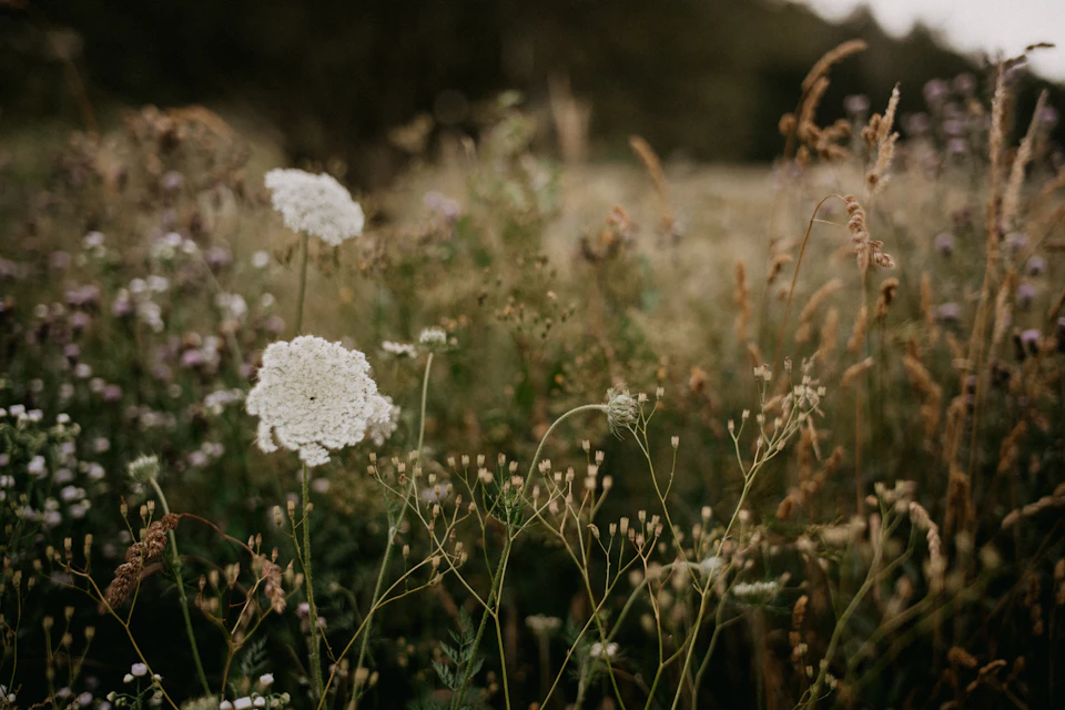 The image depicts a field with tall grass and wildflowers, including white flowers that are the main focus. The flowers vary in size and shape, creating a sense of depth and texture within the scene. The background is blurred, drawing attention to the vibrant foreground filled with these natural elements.