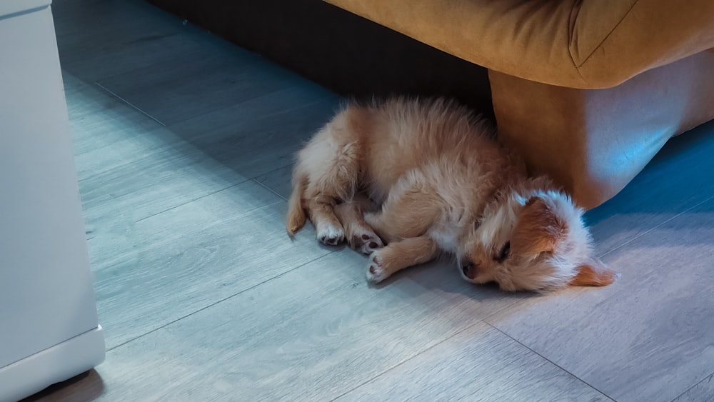 a dog laying on the floor next to a couch