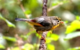 A close-up of a colorful bird perched gently on a branch during sunrise.