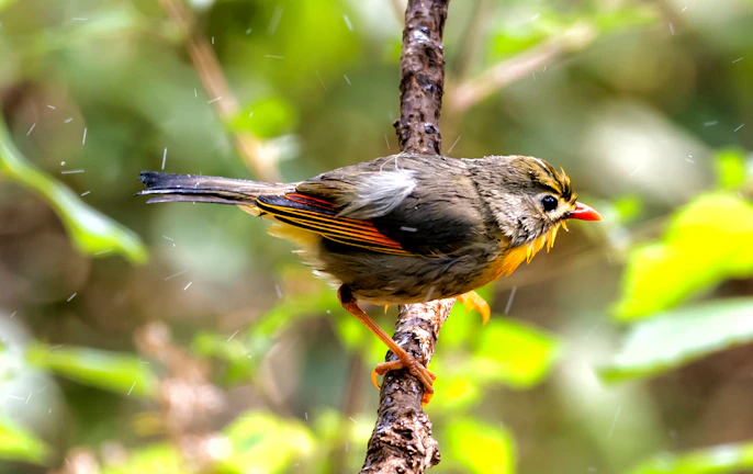 A close-up of a colorful bird perched on a blooming branch at sunrise.