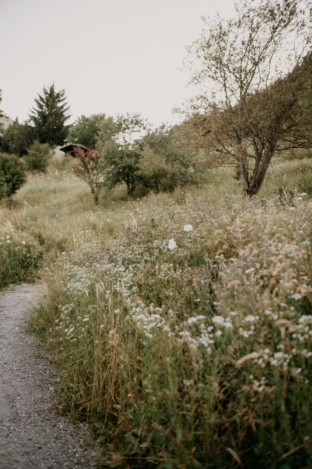 a dirt path in a field with wild flowers and trees