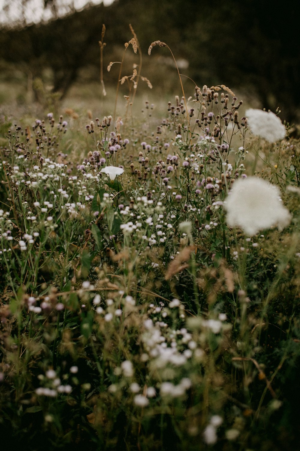 a bunch of flowers that are in the grass