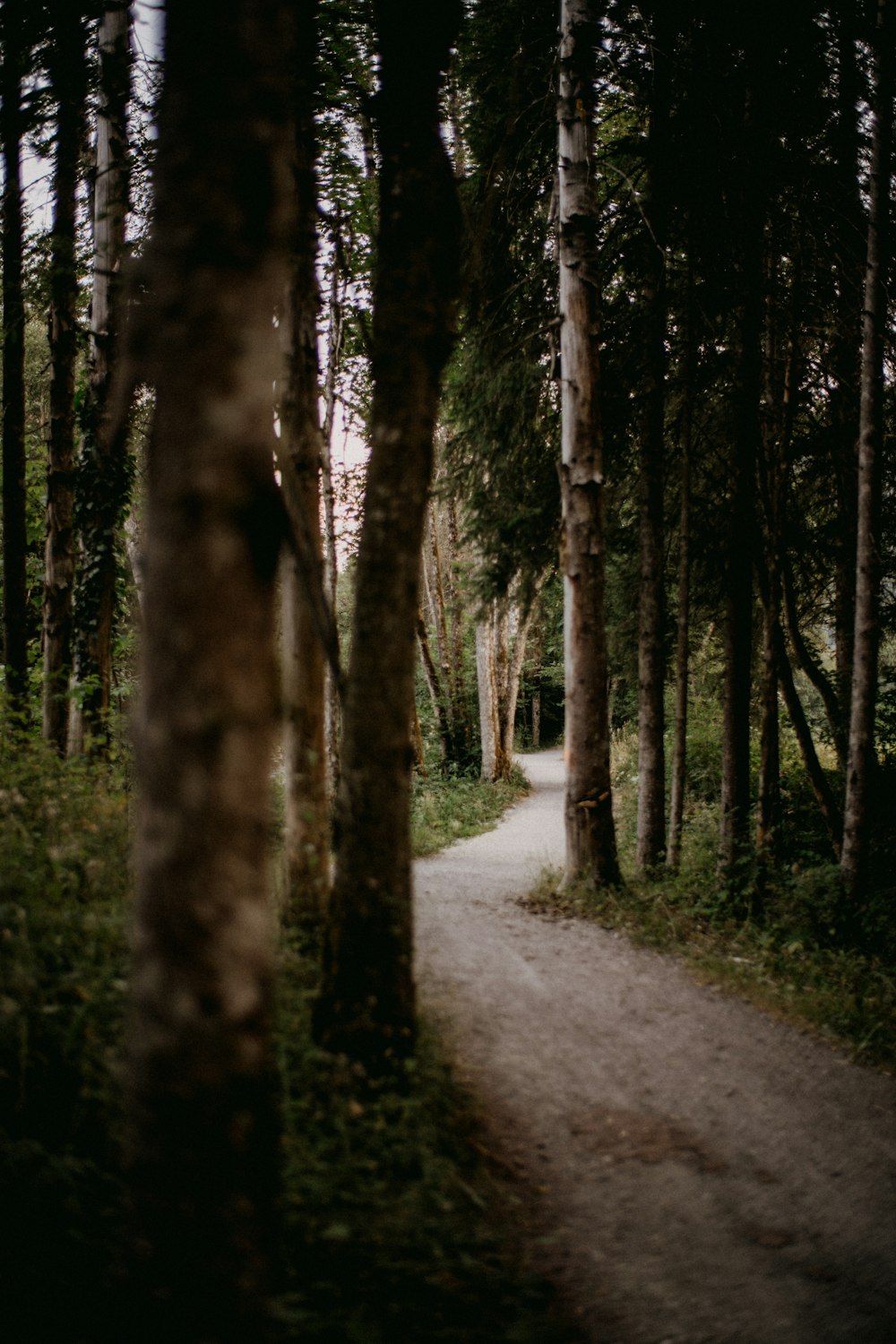 a path in the middle of a wooded area