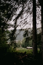 A serene woodland path leading to a cozy cabin, symbolizing calm and connection.