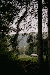 A quiet forest path leading to a cozy retreat cabin surrounded by tall trees.