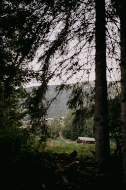 A serene forest landscape with rustic cabins nestled among tall trees.
