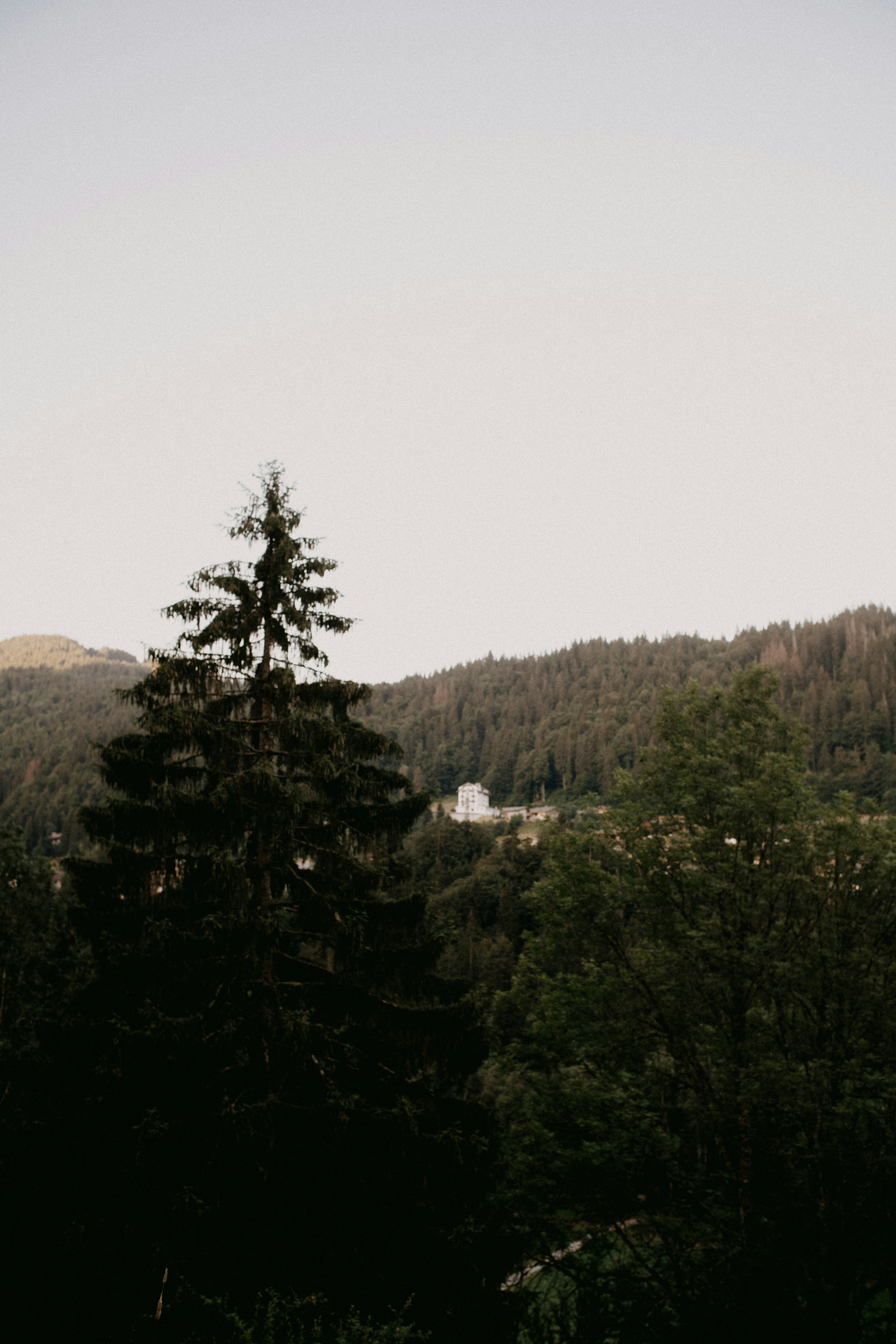 Una veduta di un bosco con una montagna sullo sfondo