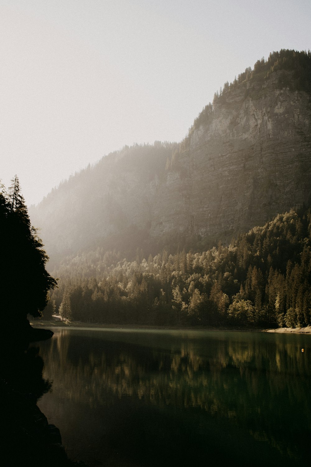 a body of water surrounded by a forest