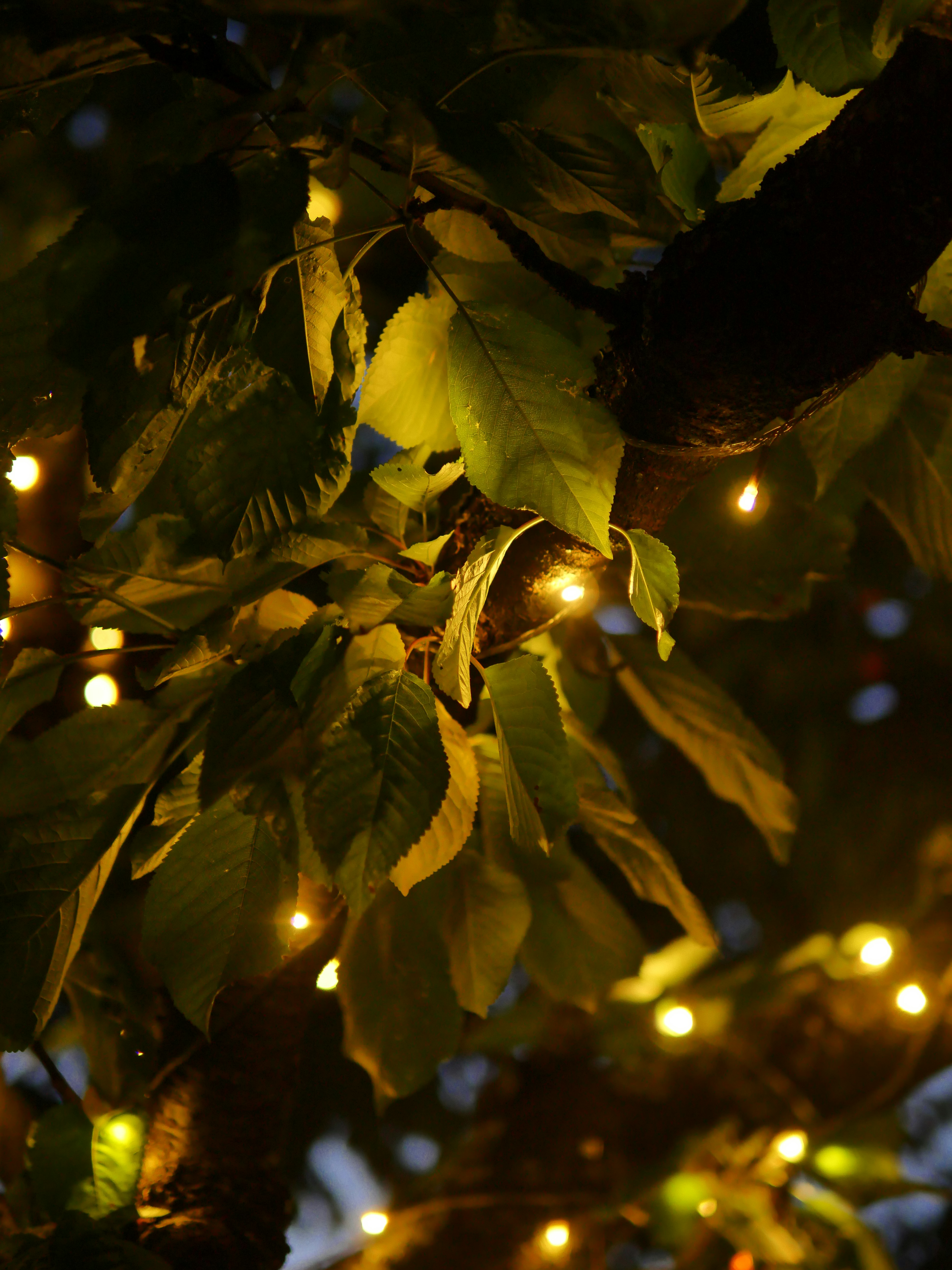 Photo by nimbus_vulpis