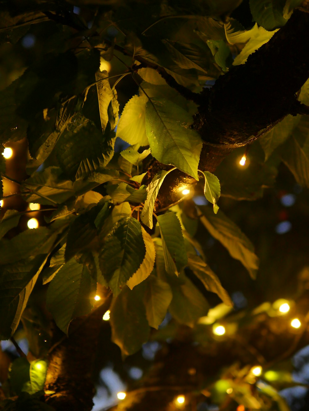 a close up of a tree with lights on it