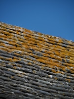 A close-up of a weathered slate roof covered with patches of yellow moss under a clear blue sky.