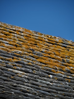 A close-up of a weathered slate roof covered with patches of yellow moss under a clear blue sky.