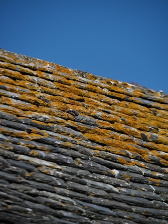 A close-up of a weathered slate roof covered with patches of yellow moss under a clear blue sky.