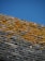 A close-up of a weathered slate roof covered with patches of yellow moss under a clear blue sky.