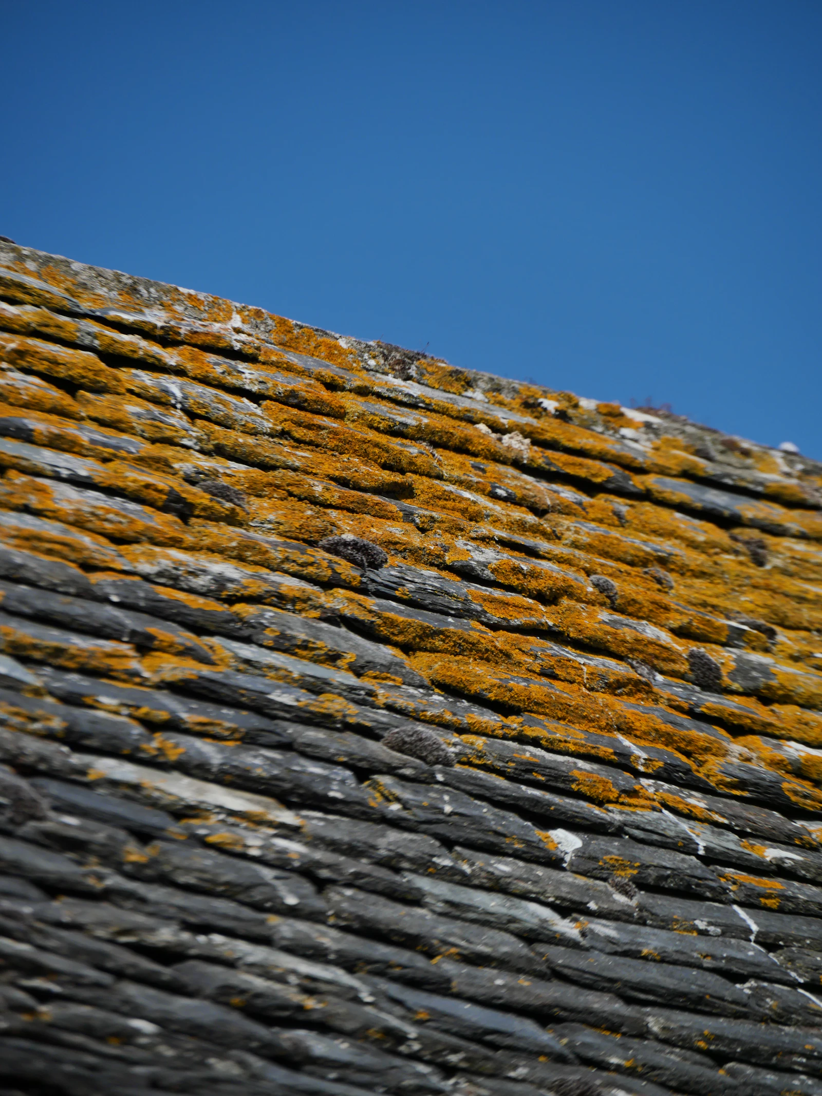 Close-up of moss and lichen growing on asphalt roof shingles in Eugene, Oregon