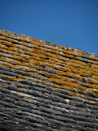 A close-up of a weathered slate roof covered with patches of yellow moss under a clear blue sky.
