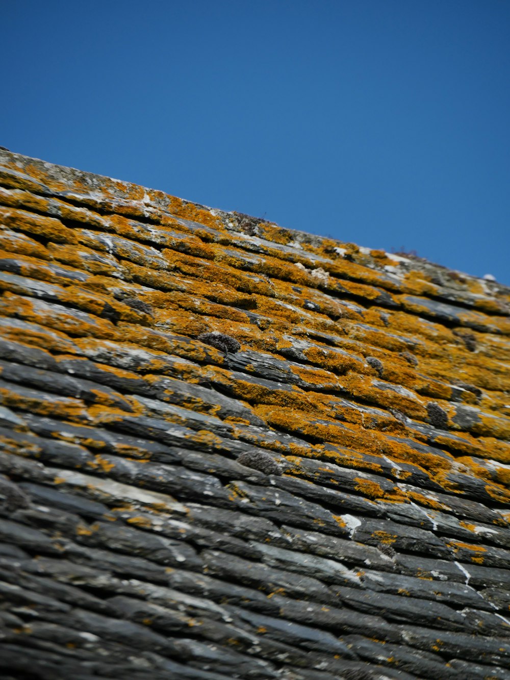 a close up of a roof with moss growing on it