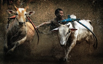 A dramatic moment of Bruno Aloi facing a bull in the arena, capturing the intensity and tradition of Mexican bullfighting.