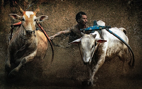 A dramatic moment of Bruno Aloi facing a bull in the arena, capturing the intensity and tradition of Mexican bullfighting.