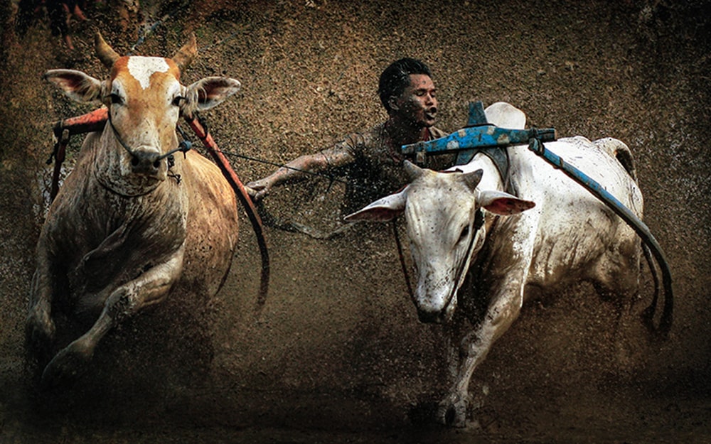 a man riding on the back of a brown and white cow