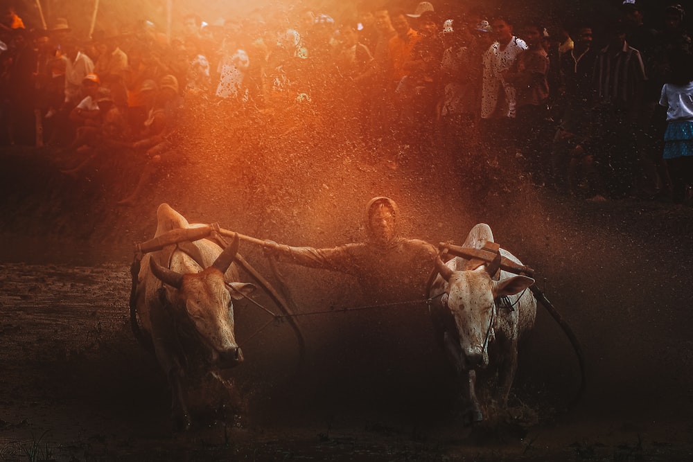 a couple of cows that are standing in the dirt