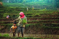 A woman in a patterned blouse and pink headscarf walks alongside a young child in a muddy rice terrace. She holds a bundle of rice seedlings, suggesting agricultural activity. In the background, more people work in the terraces, surrounded by lush green fields.