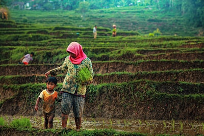 A woman in a patterned blouse and pink headscarf walks alongside a young child in a muddy rice terrace. She holds a bundle of rice seedlings, suggesting agricultural activity. In the background, more people work in the terraces, surrounded by lush green fields.