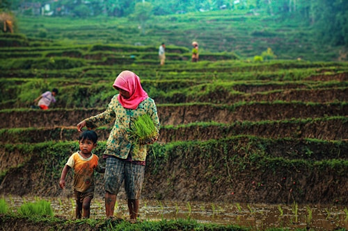 A woman in a patterned blouse and pink headscarf walks alongside a young child in a muddy rice terrace. She holds a bundle of rice seedlings, suggesting agricultural activity. In the background, more people work in the terraces, surrounded by lush green fields.