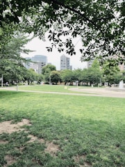 A beautiful park in Lakepines with green grass and trees.
