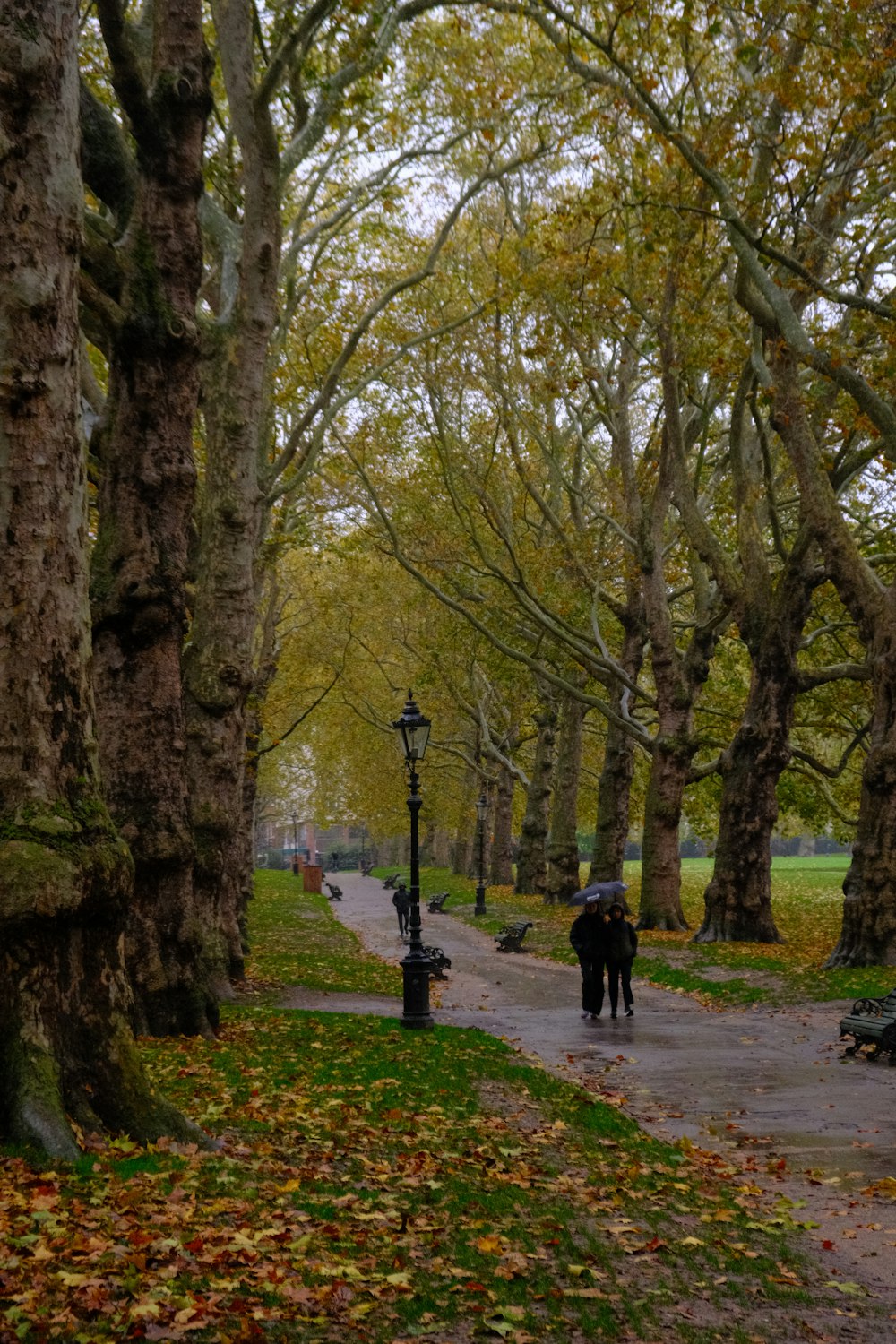 a couple of people walking down a sidewalk next to trees