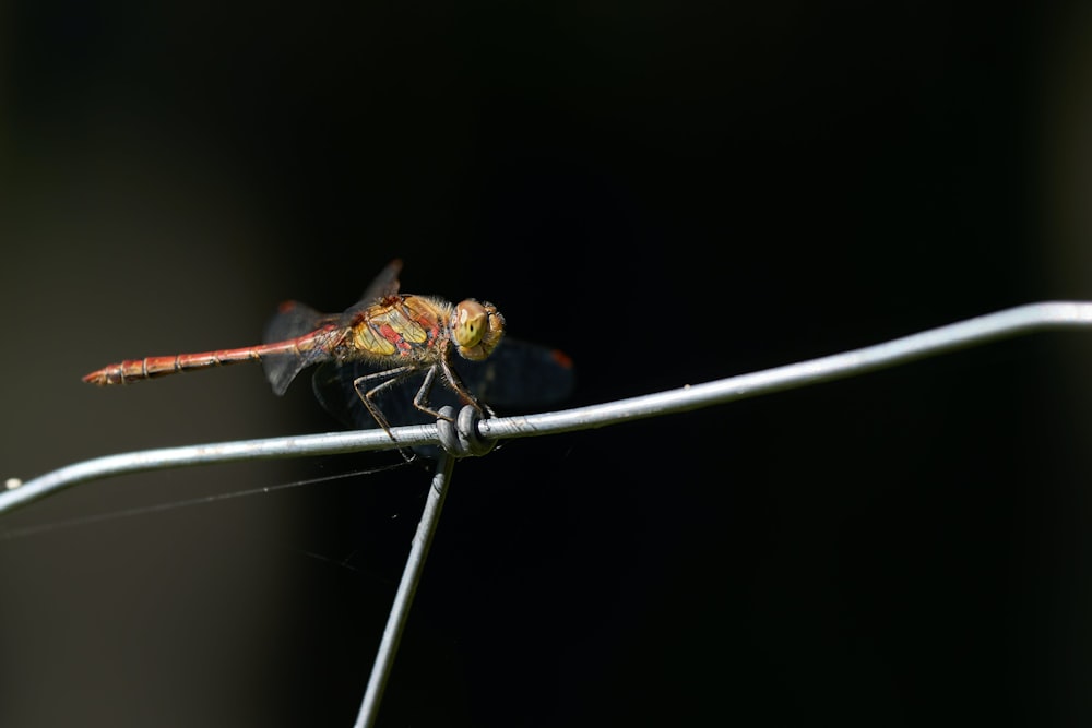 a close up of a small insect on a wire