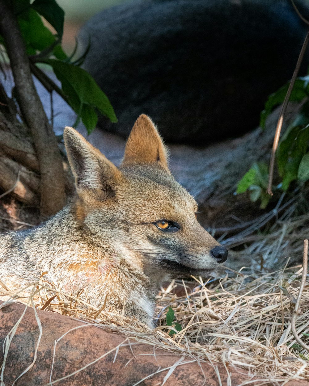 a wolf laying on top of a pile of dry grass