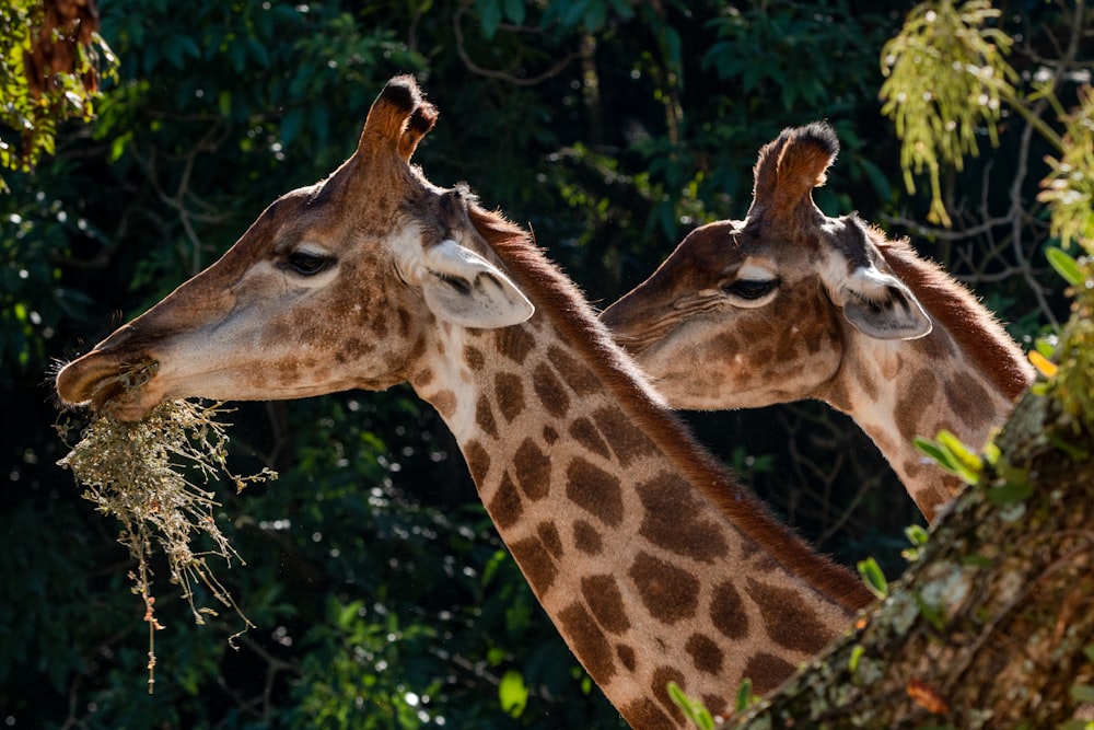a couple of giraffe standing next to each other