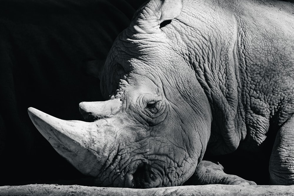 a black and white photo of a rhinoceros