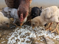 A group of chickens, including a hen and several chicks, pecking at grains of rice scattered on the ground. The scene is set on a rustic, earthy surface.