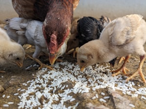 Close-up of healthy chickens feeding on natural grains in a rustic farm setting.